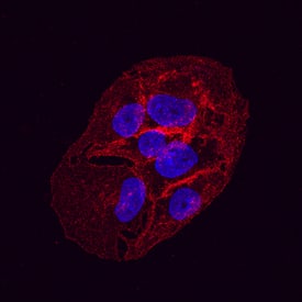 Glut1 was detected in immersion fixed HepG2 human hepatocellular carcinoma cell line using Mouse Anti-Human Glut1 Monoclonal Antibody (Catalog # MAB1418) at 10 µg/mL for 3 hours at room temperature. Cells were stained using the NorthernLights™ 557-conjugated Anti-Mouse IgG Secondary Antibody (red; Catalog # NL007) and counterstained with DAPI(blue). Specific staining was localized to the plasma membrane. View our protocol for Fluorescent ICC Staining of Cells on Coverslips.