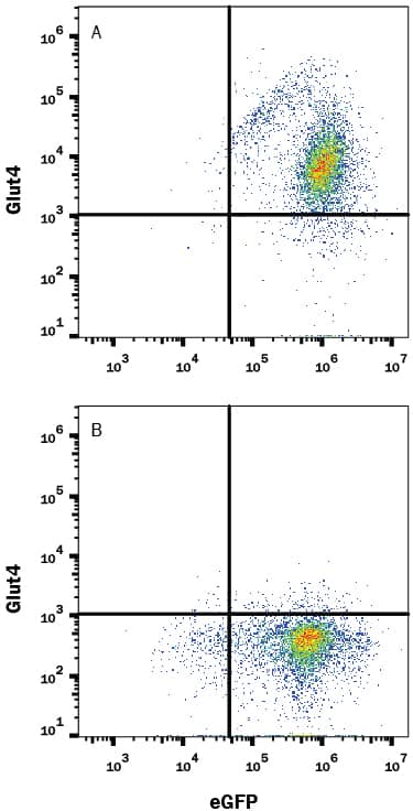 HEK293 human embryonic kidney cell line transfected with either (A) human Glut4 or (B) irrelevant transfectants and eGFP was stained with Mouse Anti-Human Glut4 Alexa Fluor® 647-conjugated Monoclonal Antibody (Catalog # FAB86541R). Quadrant markers were set based on control antibody staining (Catalog # IC0041R). View our protocol for Staining Membrane-associated Proteins.