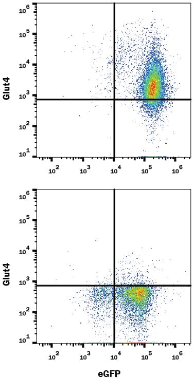 HEK293 human embryonic kidney cell line transfected with either (A) human Glut4 or (B) irrelevant transfectants and eGFP was stained with Mouse Anti-Human Glut4 Monoclonal Antibody (Catalog # MAB86541) followed by Allophycocyanin-conjugated Anti-Mouse IgG Secondary Antibody (Catalog # F0101B). Quadrant markers were set based on control antibody staining (Catalog # MAB0041). View our protocol for Staining Membrane-associated Proteins.