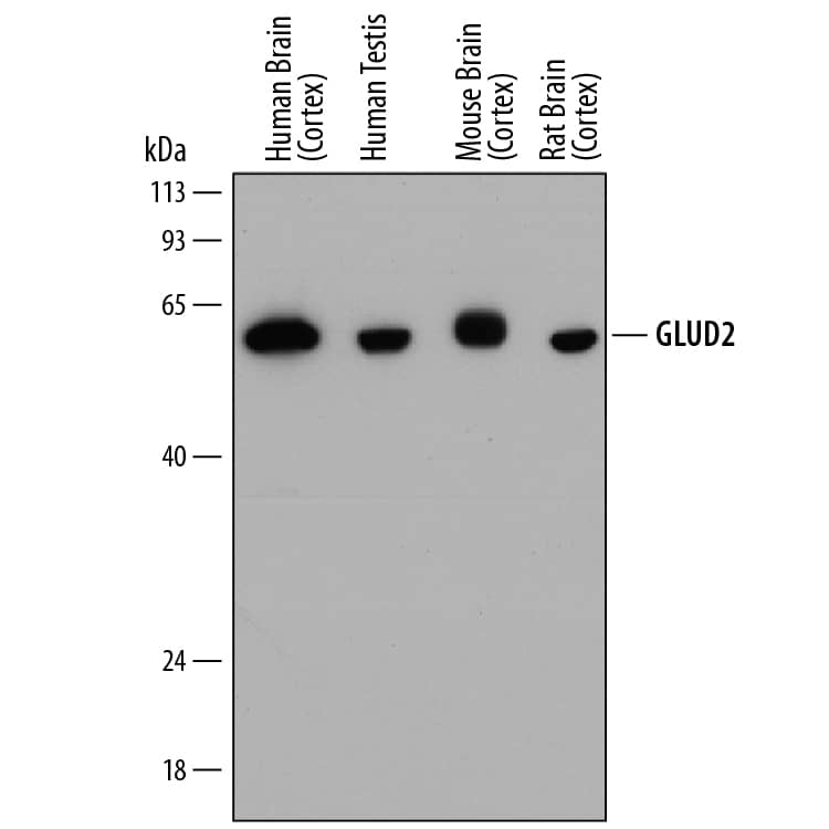 Western Blot GLUD1/GLUD2 Antibody (848209) [Unconjugated]