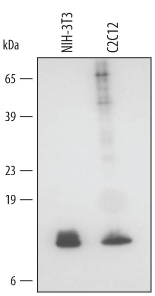 Western Blot Glutaredoxin 1/GLRX1 Antibody