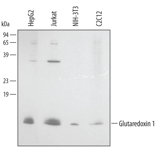 Western Blot Glutaredoxin 1/GLRX1 Antibody [Unconjugated]