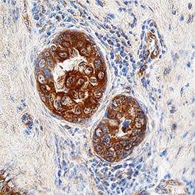 Immunohistochemistry Glutaredoxin 3/GLRX3 Antibody [Unconjugated]