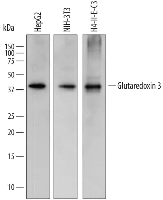 Western Blot Glutaredoxin 3/GLRX3 Antibody [Unconjugated]