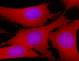 Immunocytochemistry Glutaredoxin 3/GLRX3 Antibody (791431) [Unconjugated]