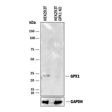 Western blot shows lysates of HEK293T human embryonic kidney parental cell line and Glutathione Peroxidase 1/GPX1 knockout HEK293T cell line (KO). PVDF membrane was probed with 1 µg/mL of Goat Anti-Human/Mouse/Rat Glutathione Peroxidase 1/GPX1 Antigen Affinity-purified Polyclonal Antibody (Catalog # AF3798) followed by HRP-conjugated Anti-Goat IgG Secondary Antibody (Catalog # HAF017). A specific band was detected for Glutathione Peroxidase 1/GPX1 at approximately 24 kDa (as indicated) in the parental HEK293T cell line, but is not detectable in knockout HEK293T cell line. GAPDH (Catalog # AF5718) is shown as a loading control. This experiment was conducted under reducing conditions and using Immunoblot Buffer Group 1.