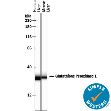 Simple Western lane view shows lysates of human liver tissue and mouse liver tissue, loaded at 0.2 mg/mL. A specific band was detected for Glutathione Peroxidase 1/GPX1 at approximately 30 kDa (as indicated) using 10 µg/mL of Goat Anti-Human/Mouse/Rat Glutathione Peroxidase 1/GPX1 Antigen Affinity-purified Polyclonal Antibody (Catalog # AF3798) followed by 1:50 dilution of HRP-conjugated Anti-Goat IgG Secondary Antibody (Catalog # HAF109). This experiment was conducted under reducing conditions and using the 12-230 kDa separation system.
