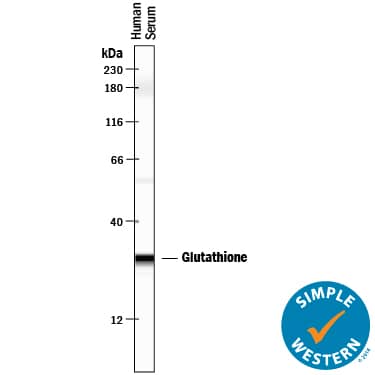 Simple Western Glutathione Peroxidase 3/GPX3 Antibody [Unconjugated]