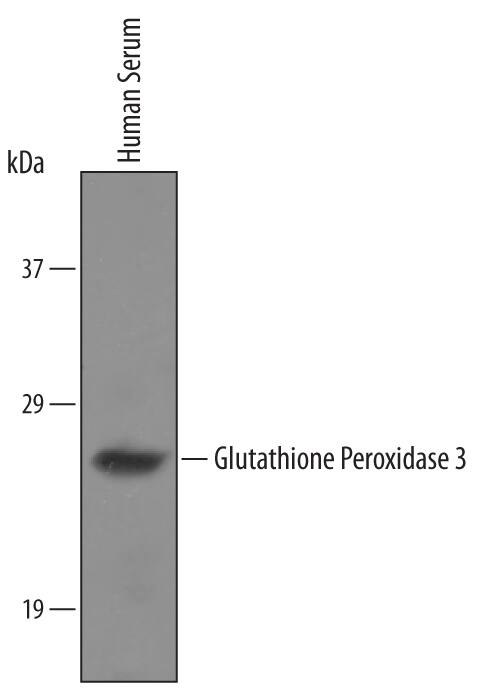 Western blot shows human serum. PVDF membrane was probed with 1 µg/mL of Goat Anti-Human/Mouse/Rat Glutathione Peroxidase 3/GPX3 Biotinylated Antigen Affinity-purified Polyclonal Antibody (Catalog # BAF4199) followed by HRP-conjugated Anti-Goat IgG Secondary Antibody (Catalog # HAF017). A specific band was detected for Glutathione Peroxidase 3/GPX3 at approximately 24 kDa (as indicated). This experiment was conducted under reducing conditions and using Immunoblot Buffer Group 1.