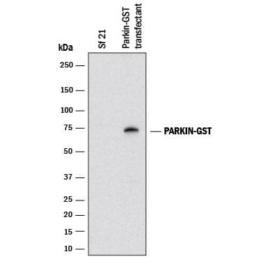 Western Blot Glutathione S-Transferase/GST Antibody (PIP-1D7-54.3) [Unconjugated]