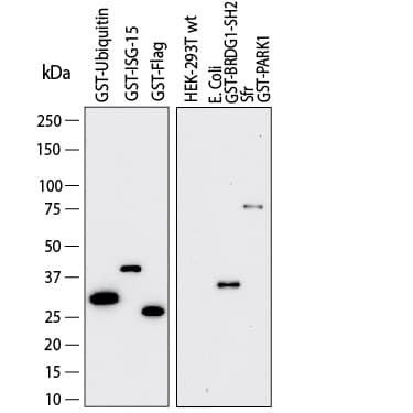 Western blot shows lysates of GST tagged Ubiquitin, GST tagged ISG-15, GST tagged FLAG®, HEK293T human embryonic kidney cell line,E. colitransfected with GST tagged BRDG1-SH2, andSf21 transfected GST tagged PARK1. PVDF membrane was probed with 0.25 µg/mL of Mouse Anti-Glutathione S-Transferase/GST Monoclonal Antibody (Catalog # MAB9499) followed by HRP-conjugated Anti-Mouse IgG Secondary Antibody (Catalog # HAF018). A specific band was detected for Glutathione S-Transferase/GST as indicated. This experiment was conducted under reducing conditions and using Immunoblot Buffer Group 1.