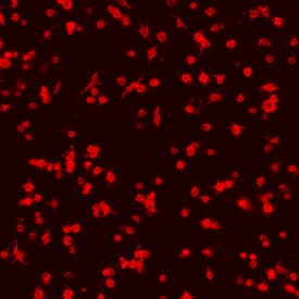 Immunocytochemistry Glycoprotein V/CD42d Antibody