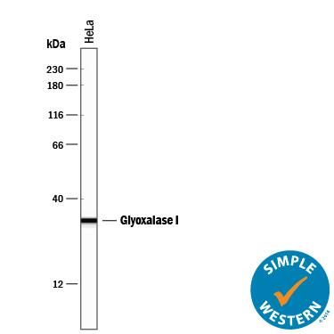Simple Western Glyoxalase I Antibody [Unconjugated]