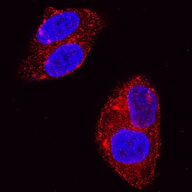 Glypican 3 was detected in immersion fixed HepG2 human hepatocellular carcinoma cell line using Mouse Anti-Human Glypican 3 Monoclonal Antibody (Catalog # MAB2119) at 3 µg/mL for 3 hours at room temperature. Cells were stained using the NorthernLights™ 557-conjugated Anti-Mouse IgG Secondary Antibody (red; Catalog # NL007) and counterstained with DAPI (blue). Specific staining was localized to cytoplasm and cell membranes. View our protocol for Fluorescent ICC Staining of Cells on Coverslips.