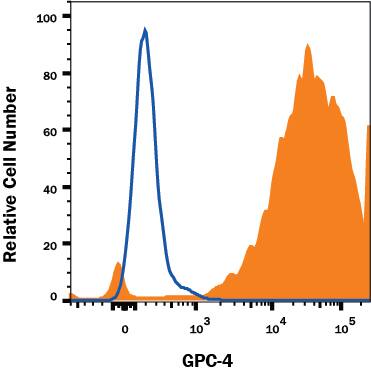 BG01V human embryonic stem cells were stained with Mouse Anti-Human Glypican 4 Monoclonal Antibody (Catalog # MAB9195, filled histogram) or Mouse IgG1 Isotype Control (Catalog # MAB002, open histogram) followed by APC-conjugated Anti-Mouse IgG Secondary Antibody (Catalog # F0101B). View our protocol for Staining Membrane-associated Proteins.