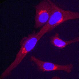 Golgi Glycoprotein 1/GLG1 was detected in immersion fixed PC-12 rat adrenal pheochromocytoma cell line using Sheep Anti-Human/Mouse/Rat Golgi Glycoprotein 1/GLG1 Antigen Affinity-purified Polyclonal Antibody (Catalog # AF7879) at 1.7 µg/mL for 3 hours at room temperature. Cells were stained using the NorthernLights™ 557-conjugated Anti-Sheep IgG Secondary Antibody (red; NL010) and counterstained with DAPI (blue). Specific staining was localized to the Golgi complex. View our protocol for Fluorescent ICC Staining of Cells on Coverslips.