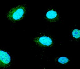 Immunocytochemistry Goosecoid Antibody [Unconjugated]
