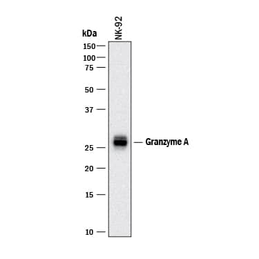 Western Blot Granzyme A Antibody [Unconjugated]