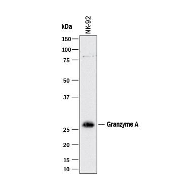 Western Blot Granzyme A Antibody (356422) [Unconjugated]