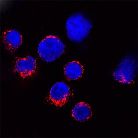 Immunocytochemistry Granzyme B Antibody [Unconjugated]