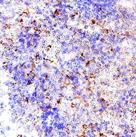 Immunohistochemistry Granzyme B Antibody [Unconjugated]
