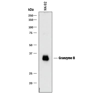 Western blot shows lysates of NK-92 human natural killer lymphoma cell line. PVDF membrane was probed with 0.25 µg/mL of Goat Anti-Human Granzyme B Antigen Affinity-purified Polyclonal Antibody (Catalog # AF2906) followed by HRP-conjugated Anti-Goat IgG Secondary Antibody (Catalog # HAF017). A specific band was detected for Granzyme B at approximately 32-35 kDa (as indicated). This experiment was conducted under reducing conditions and using Immunoblot Buffer Group 1.