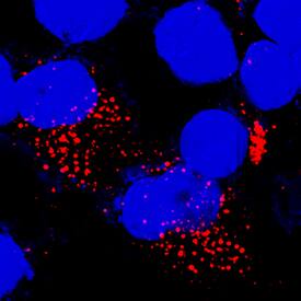 Immunocytochemistry Granzyme B Antibody (351927) [Unconjugated]
