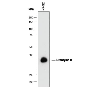 Western Blot Granzyme B Antibody (351927) [Unconjugated]