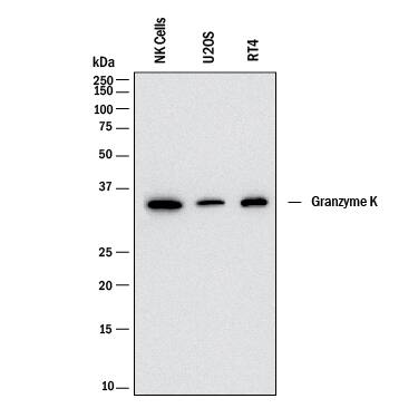 Western Blot Granzyme K Antibody (2471A) [Unconjugated]