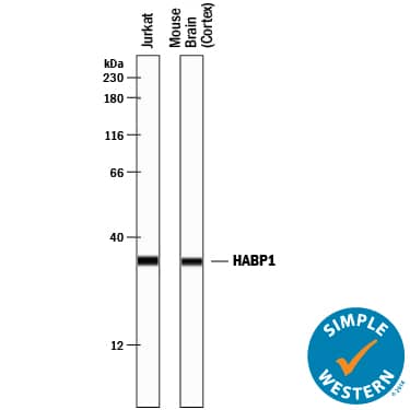 Simple Western lane view shows lysates of Jurkat human acute T cell leukemia cell line and mouse brain (cortex) tissue, loaded at 0.2 mg/mL. A specific band was detected for HABP1/C1QBP at approximately 34 kDa (as indicated) using 10 µg/mL of Goat Anti-Human/Mouse/Rat HABP1/C1QBP Antigen Affinity-purified Polyclonal Antibody (Catalog # AF5359) followed by 1:50 dilution of HRP-conjugated Anti-Goat IgG Secondary Antibody (Catalog # HAF109). This experiment was conducted under reducing conditions and using the 12-230 kDa separation system.