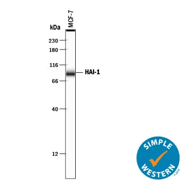 Simple Western HAI-1/HGFA Inhibitor 1 Antibody [Unconjugated]