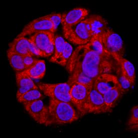 Immunocytochemistry HAX-1 Antibody [Unconjugated]
