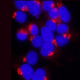 HA Tag was detected in immersion fixed HEK293 human embryonic kidney cell line using Mouse Anti-HA Tag Monoclonal Antibody (Catalog # MAB6875) at 8 µg/mL for 3 hours at room temperature. Cells were stained using the NorthernLights™ 557-conjugated Anti-Mouse IgG Secondary Antibody (red; Catalog # NL007) and counterstained with DAPI (blue). View our protocol for Fluorescent ICC Staining of Cells on Coverslips.