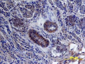 Immunohistochemistry HB-EGF Antibody [Unconjugated]