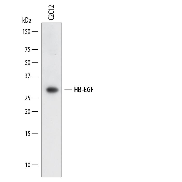 Western blot shows lysates of C2C12 mouse myoblast cell line. PVDF membrane was probed with 2 µg/mL of Sheep Anti-Mouse HB-EGF Antigen Affinity-purified Polyclonal Antibody (Catalog # AF8239) followed by HRP-conjugated Anti-Sheep IgG Secondary Antibody (Catalog # HAF016). A specific band was detected for HB-EGF at approximately 28 kDa (as indicated). This experiment was conducted under reducing conditions and using Immunoblot Buffer Group 1.
