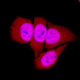 Host Cell Factor 1/HCFC1 was detected in immersion fixed HeLa human cervical epithelial carcinoma cell line using Goat Anti-Human Host Cell Factor 1/HCFC1 Antigen Affinity-purified Polyclonal Antibody (Catalog # AF6254) at 10 µg/mL for 3 hours at room temperature. Cells were stained using the NorthernLights™ 557-conjugated Anti-Goat IgG Secondary Antibody (red; Catalog # NL001) and counterstained with DAPI (blue). Specific staining was localized to nuclei. View our protocol for Fluorescent ICC Staining of Cells on Coverslips.