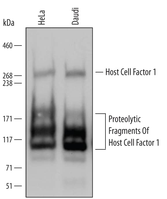 Western blot shows lysates of HeLa human cervical epithelial carcinoma cell line and Daudi human Burkitt's lymphoma cell line. PVDF Membrane was probed with 1 µg/mL of Goat Anti-Human Host Cell Factor 1/HCFC1 Antigen Affinity-purified Polyclonal Antibody (Catalog # AF6254) followed by HRP-conjugated Anti-Goat IgG Secondary Antibody (Catalog # HAF109). Specific bands were detected for Host Cell Factor 1/HCFC1 at approximately 300 kDa (as indicated) and proteolytic fragments of Host Cell Factor 1/HCFC1 at approximately 100 to 175 kDa (as indicated). This experiment was conducted under reducing conditions and using Immunoblot Buffer Group 1.