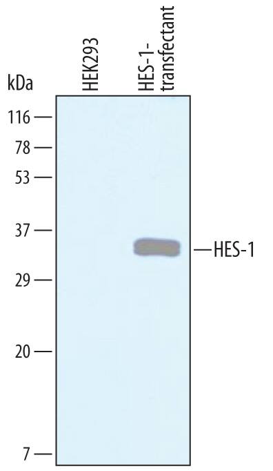 Western blot shows lysates of HEK293 human embryonic kidney cell line either mock transfected or transfected with human HES-1. PVDF Membrane was probed with 1 µg/mL of Goat Anti-Human HES-1 Antigen Affinity-purified Polyclonal Antibody (Catalog # AF3317) followed by HRP-conjugated Anti-Goat IgG Secondary Antibody (Catalog # HAF019). A specific band was detected for HES-1 at approximately 35 kDa (as indicated). This experiment was conducted under reducing conditions and using Immunoblot Buffer Group 8.