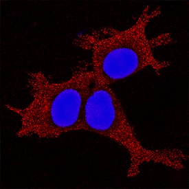 Immunocytochemistry HES-4 Antibody [Unconjugated]