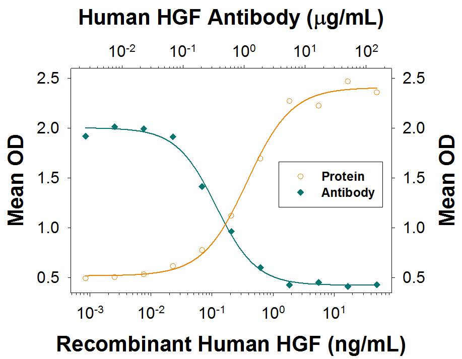 Recombinant Human HGF (Catalog # 294-HGN) induces IL-11 secretion in the Saos-2 human osteosarcoma cell line. The dose-dependent response (orange line) is measured by the Human IL-11 Duoset (Catalog # DY218). Under these conditions, IL-11 secretion elicited by HGF is neutralized (green line) by increasing concentrations of Goat Anti-Human HGF Antigen Affinity-purified Polyclonal Antibody (Catalog # AF-294-NA). The ND50 is typically <2 µg/mL.