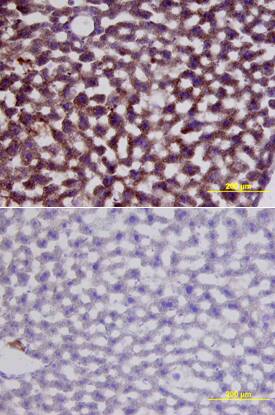 Immunohistochemistry HGF Antibody [Unconjugated]