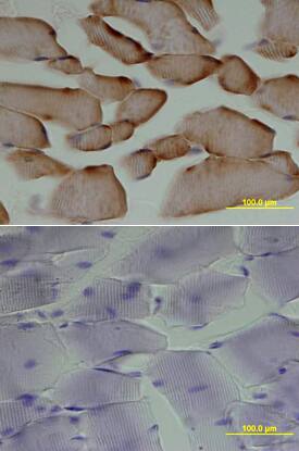 Immunohistochemistry HGF Antibody [Unconjugated]