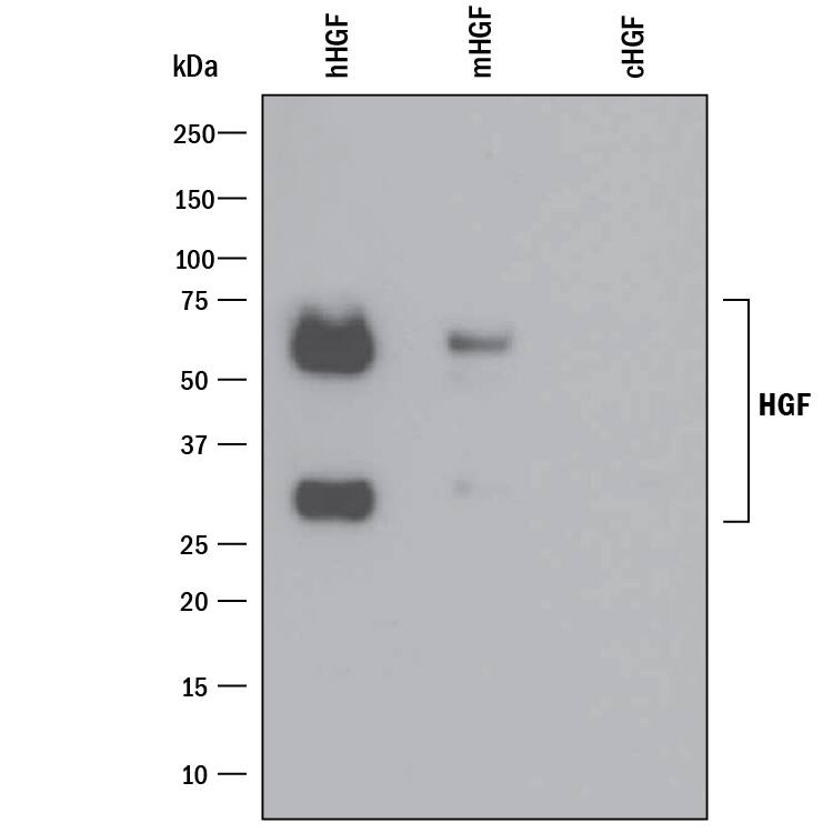 Western Blot HGF Antibody [Unconjugated]