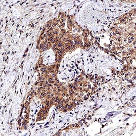 Immunohistochemistry HGF Antibody (24612) [Unconjugated]