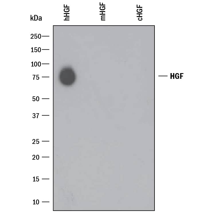 Western Blot HGF Antibody (24612) [Unconjugated]