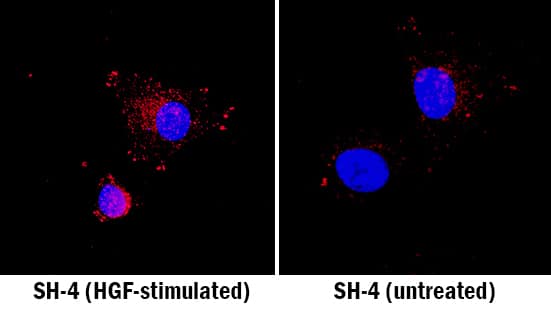 HGF R/c-MET was detected in immersion fixed SH-4 human melanoma cell line stimulated with HGF (left panel; positive staining) and non-stimulated (right panel; negative staining) using Rabbit Anti-Human/Mouse Phospho-HGF R/c-MET (Y1234/Y1235) Antigen Affinity-purified Polyclonal Antibody (Catalog # AF2480) at 15 µg/mL for 3 hours at room temperature. Cells were stained using the NorthernLights™ 557-conjugated Anti-Rabbit IgG Secondary Antibody (red; Catalog # NL004) and counterstained with DAPI (blue). Specific staining was localized to cytoplasm. View our protocol for Fluorescent ICC Staining of Cells on Coverslips.