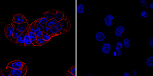 HGF R/c-MET was detected in immersion fixed HT-29 human colon adenocarcinoma cell line (positive control, left panel) and U937 human histiocytic lymphoma cell line (negative control, right panel) using Goat Anti-Human HGF R/c-MET Antigen Affinity-purified Polyclonal Antibody (Catalog # AF276) at 5 µg/mL for 3 hours at room temperature. Cells were stained using the NorthernLights™ 557-conjugated Anti-Goat IgG Secondary Antibody (red; NL001) and counterstained with DAPI (blue). Specific staining was localized to plasma membrane. View our protocol for Fluorescent ICC Staining of Cells on Coverslips.