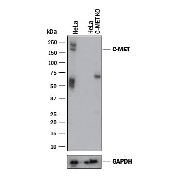 <b>Genetic Strategies Validation. </b>Western blot shows lysates of HeLa human cervical epithelial carcinoma parental cell line and HGF R/c-Met knockout HeLa cell line (KO). PVDF membrane was probed with 1 µg/mL of Goat Anti-Human HGF R/c-MET Antigen Affinity-purified Polyclonal Antibody (Catalog # AF276) followed by HRP-conjugated Anti-Goat IgG Secondary Antibody (HAF017). Specific bands were detected for HGF R/c-MET at approximately 150-200 kDa (as indicated) in the parental HeLa cell line, but is not detectable in knockout HeLa cell line. GAPDH (AF5718) is shown as a loading control. This experiment was conducted under reducing conditions and using Immunoblot Buffer Group 1.
