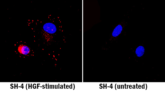 <b>Biological Strategies Validation. </b>HGF R/c-MET was detected in immersion fixed SH-4 human melanoma cell line stimulated with HGF (left panel; positive staining) and non-stimulated (right panel; negative staining) using Rabbit Anti-Human/Mouse Phospho-HGF R/c-MET (Y1349) Antigen Affinity-purified Polyclonal Antibody (Catalog # AF3950) at 15 µg/mL for 3 hours at room temperature. Cells were stained using the NorthernLights™ 557-conjugated Anti-Rabbit IgG Secondary Antibody (red; Catalog # NL004) and counterstained with DAPI (blue). Specific staining was localized to cytoplasm. View our protocol for Fluorescent ICC Staining of Cells on Coverslips.