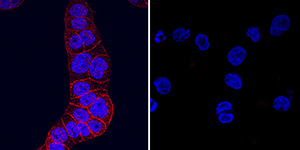 HGF R/c-MET was detected in immersion fixed HT-29 human colon adenocarcinoma cell line (positive control, left panel) and U937 human histiocytic lymphoma cell line (negative control, right panel) using Goat Anti-Mouse HGF R/c-MET Antigen Affinity-purified Polyclonal Antibody (Catalog # AF527) at 5 µg/mL for 3 hours at room temperature. Cells were stained using the NorthernLights™ 557-conjugated Anti-Goat IgG Secondary Antibody (red; Catalog # NL001) and counterstained with DAPI (blue). Specific staining was localized to plasma membrane. View our protocol for Fluorescent ICC Staining of Cells on Coverslips.